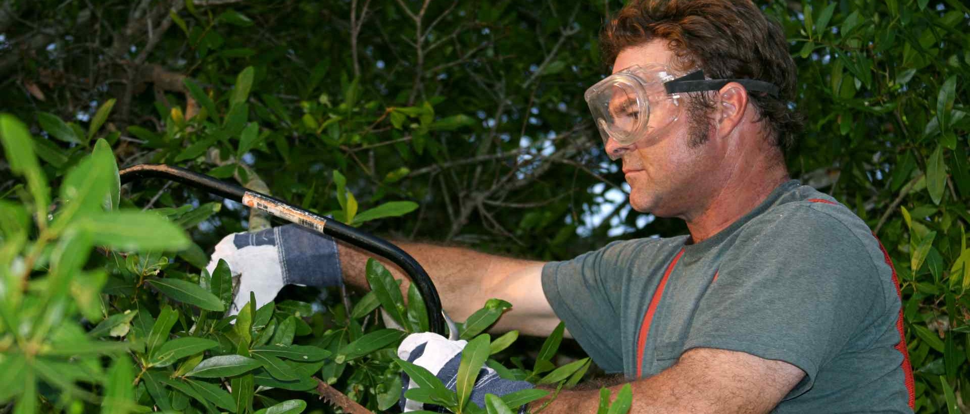 garden clearance W14